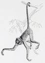 Upside Down Monkey